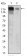 EGFR Primary Antibody MP30551 [M5E10D3]