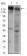 EGFR Primary Antibody MP30552 [M7A6F12]