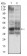B3GALT4 Primary Antibody MP30642 [M5F12B8]