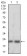 FTL Primary Antibody MP30672 [M6E10E4]