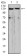 OTUD4 Primary Antibody MP30967 [M3B12G11]