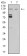 MIB1 Primary Antibody MP31101 [M2A7B1]
