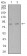 ADAMTS1 Primary Antibody MP31150 [M1G5D5]