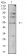 TFAP2C Primary Antibody MP31194 [M2F12A6]