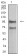 NCAM1 Primary Antibody MP31225 [M1F6F10]