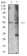 ATG4C Primary Antibody MP31248 [M2E10H7]