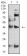 P2RY4 Primary Antibody  MP31328 [M3B4C11]