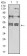 CD183 Primary Antibody MP31358 [M5C10E6]