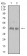 CD132 Primary Antibody MP31597 [M4A8E5]