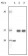 SRA Primary Antibody MP20074 [M1D4H8]