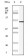 Vimentin Primary Antibody MP20118 [M9E7E7]