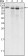 Calnexin Primary Antibody MP20189 [M3H4A7]