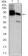 HNRNPU Primary Antibody MP20440 [M1C5H11]