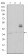 CD1A Primary Antibody MP30187 [M7A7]