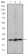 EIF4E Primary Antibody MP30189 [M5D11]