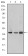PINCH Primary Antibody MP30241 [M5G7]
