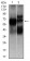 HEXA Primary Antibody MP30343 [M3F10]