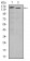ITGA4 Primary Antibody MP30345 [M5C4]