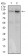 DIS3L2 Primary Antibody MP30562 [M6C7B2]
