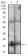BAD Primary Antibody MP30637 [M1G5B3]