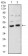 BMP4 Primary Antibody MP30912 [M3C11H8]