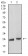 Rab5a Primary Antibody MP30928 [M3H5C11]