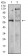 TH Primary Antibody MP30957 [M1B8D2]