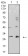 CALB2 Primary Antibody MP31068 [M7H1G3]