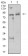 UHRF1 Primary Antibody MP31125 [M1A1B1]