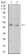 ROP1 Primary Antibody MP31143 [M4A7E12]
