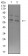 ASH2L Primary Antibody MP31165 [M6F6B9]