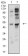 P2RY12 Primary Antibody MP31350 [M1C2A9]