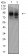 CD44 Primary Antibody MP31428 [M7F4F12]