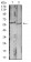 CD39 Primary Antibody MP31444 [M8E9F2]