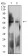 LILRB2 Primary Antibody MP31475 [M2G7E11]
