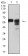 CD46Primary Antibody MP31496 [M5A8C11]