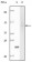 Fibulin 5 Primary Antibody MP20079 [M3F10A5]