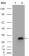 APOA1 Primary Antibody MP20191 [M5F4F5]