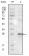 EphB3 Primary Antibody MP20195 [M4A122D1]