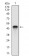 ANPEP Primary Antibody MP30732 [M1C7D7]