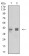 HLA-B Primary Antibody MP31115 [M2A11G7]