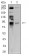 BRD2 Primary Antibody MP31153 [M7C1B10]