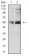 HTR3B Primary Antibody MP31296 [M4G6H7]