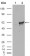 CHK1 Primary Antibodym MP20031 [M2G1D5]