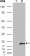 GSTP1 Primary Antibody MP20099 [M3F2C2]