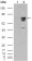 BRAF Primary Antibody MP20108 [M1H12F1]