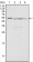 Calreticulin Primary Antibody MP20181 [M1G6A7]