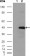 BHMT Primary Antibody MP20285 [M8C11H5]