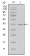 LAMB1 Primary Antibody MP20287 [M2D9G5]