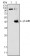 DAXX Primary Antibody MP20389 [M7A11]